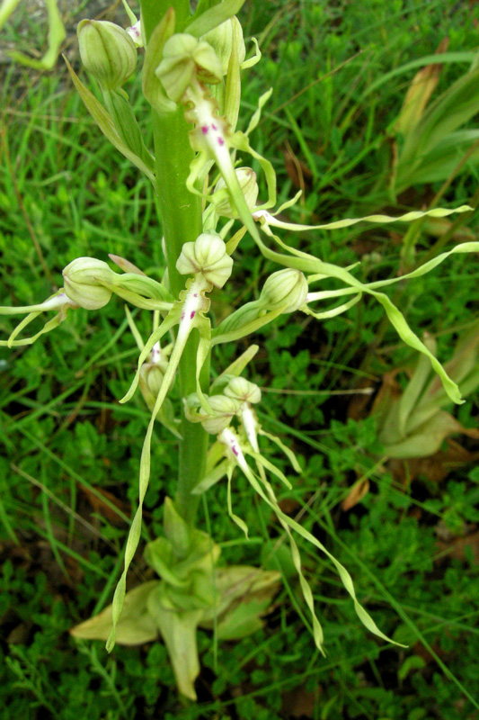 Himantoglossum adriaticum albino